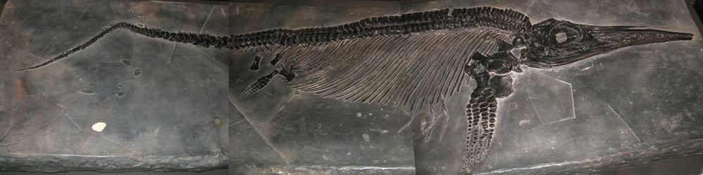 ichthyosaur