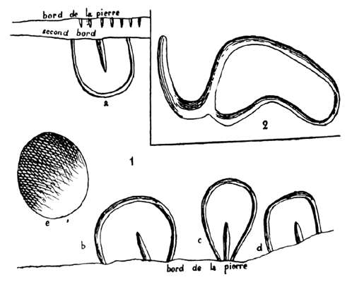 Cellier fig 5