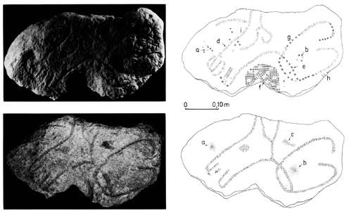 Cellier vulva and horse head