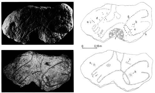 Cellier vulva and horse head