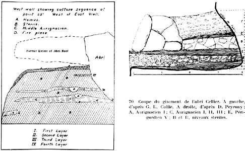 Cellier vulvas