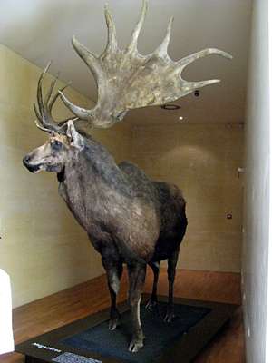 Megaloceros