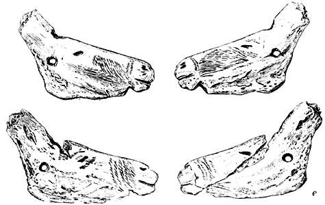 Horse heads on hyoid bone