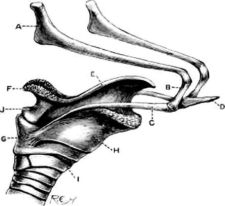 horse hyoid