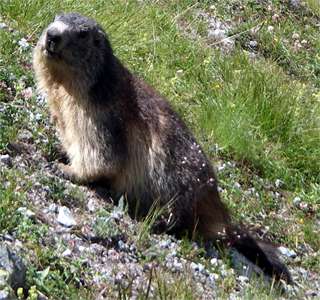 marmot Wiki