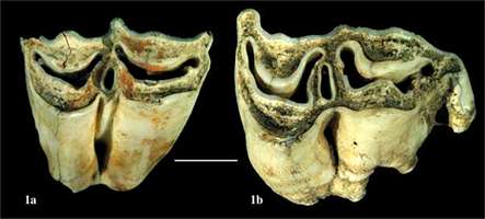 Musk Ox Tooth