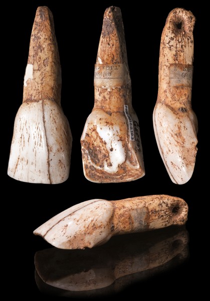 Gargas  bovid tooth