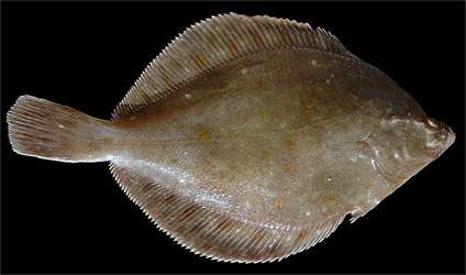 flounder