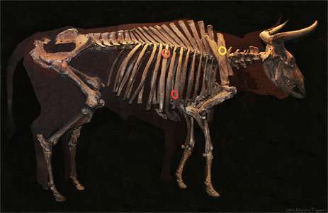 Aurochs skeleton