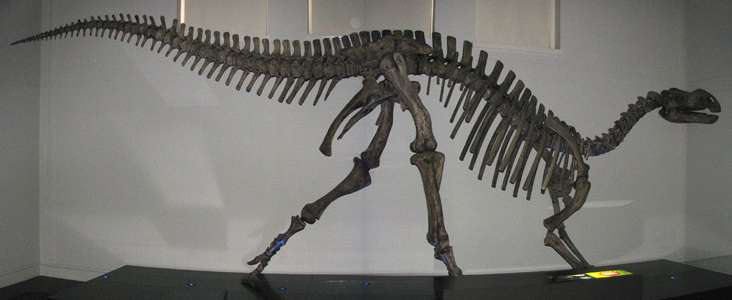 Muttaburrasaurus