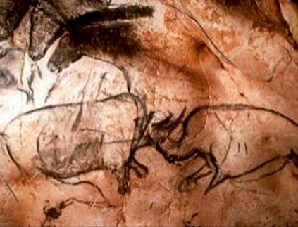 fighting rhinos