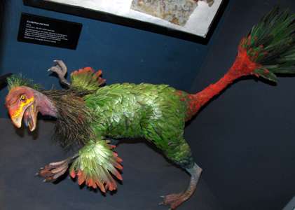 Caudipteryx zoui