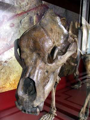 Cave Bear