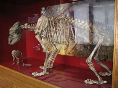 Cave Bear