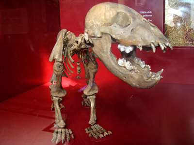 Cave Bear