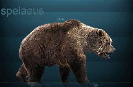 Cave Bear