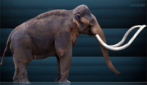 Columbian Mammoth