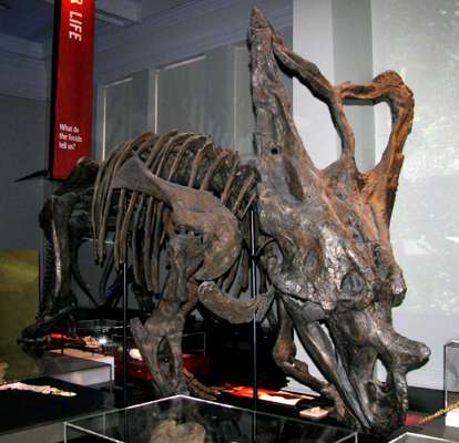 Mesosaurus