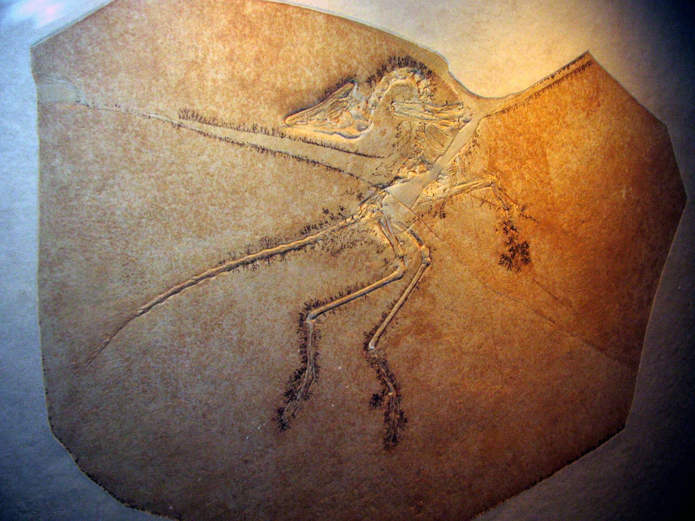 A single most parsimonious tree of the Pterodactyloidea recovered using