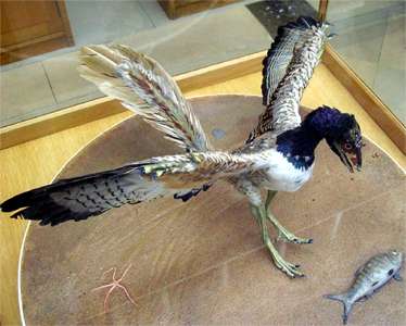 Archaeopteryx lithographica