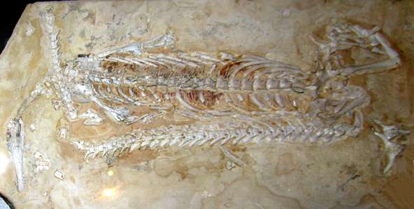 Mesosaurus