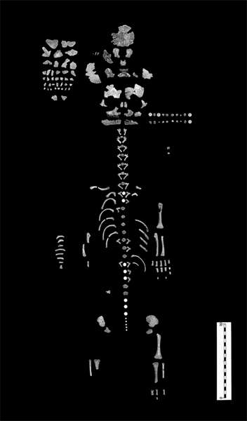 Le Moustier 2 skeleton