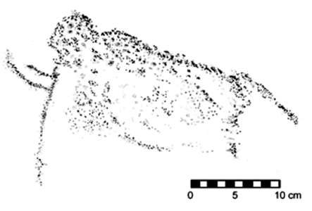 Columbian Mammoth engraving