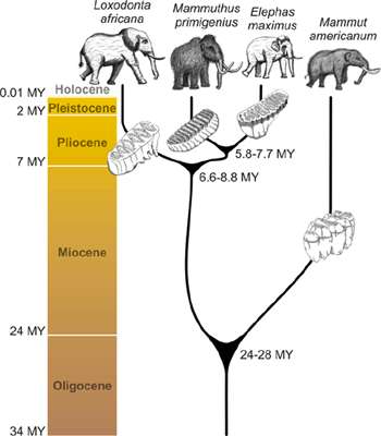 proboscid lineage