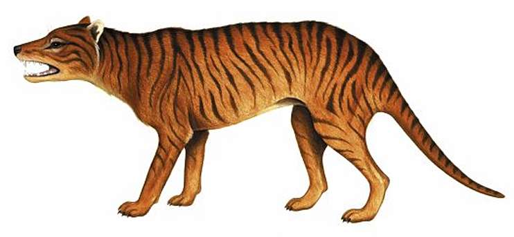 Powerful Thylacine