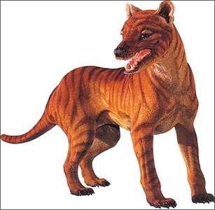 Powerful Thylacine