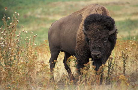 Bison Altamira