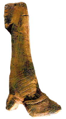  Mas d'Azil bison leg