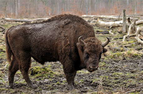 Bison Altamira