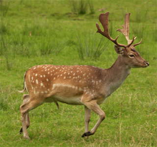 Fallow Deer