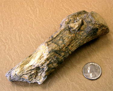 point in mastodon rib