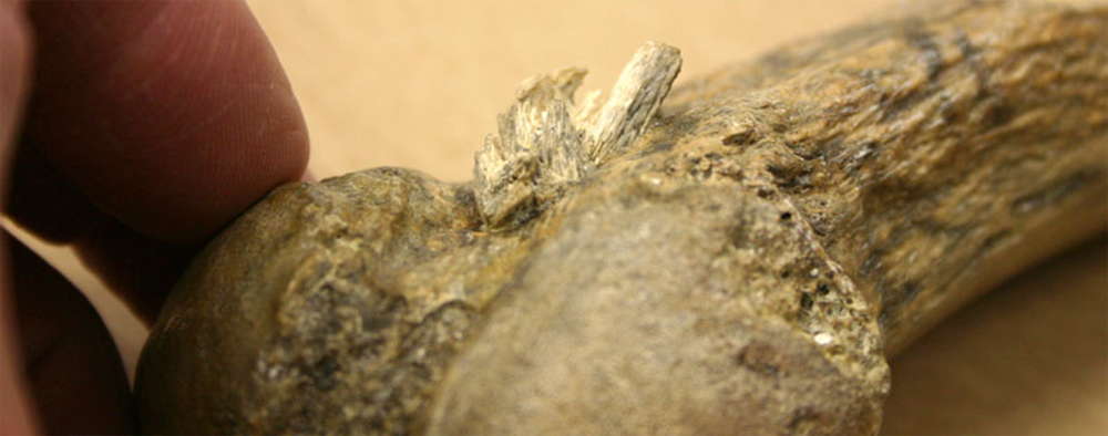 point in mastodon  bone