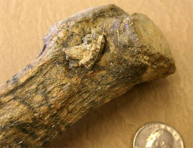 point in mastodon rib