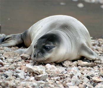 Monk Seal 