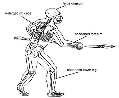 Neanderthal adaptation to cold