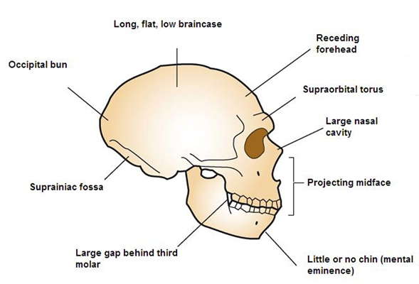  neanderthal skull diagram