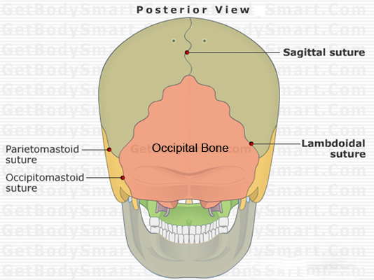 original neanderthal