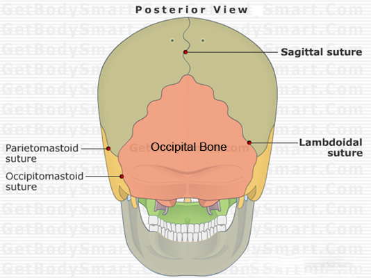 original neanderthal