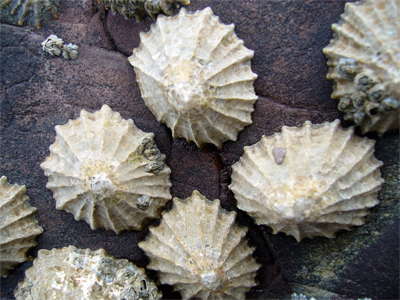 patella vulgata, Wales