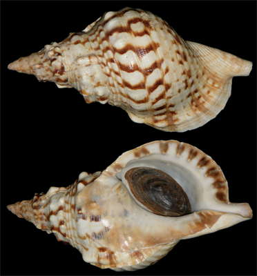 Marsoulas triton