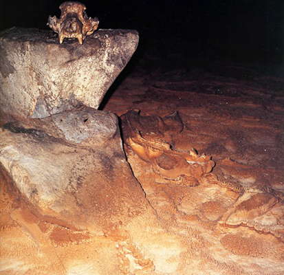 cavebear skull