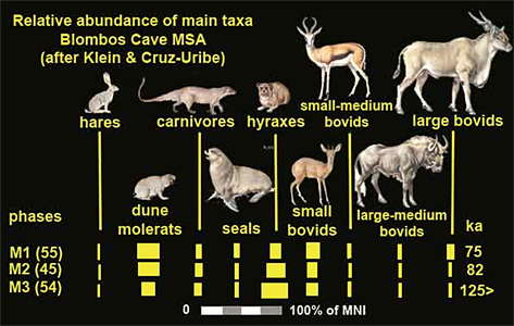 Blombos Cave fauna