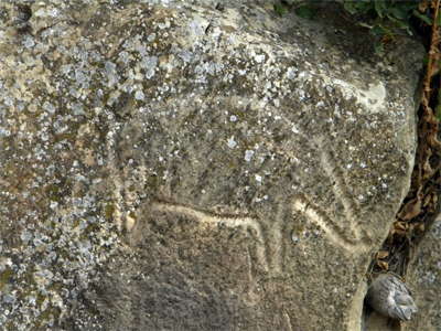 Pig, Gobustan, Azerbaijan