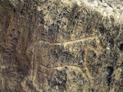 horse, Gobustan, Azerbaijan