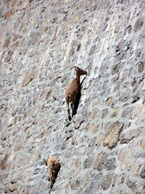 Ibex on dam wall