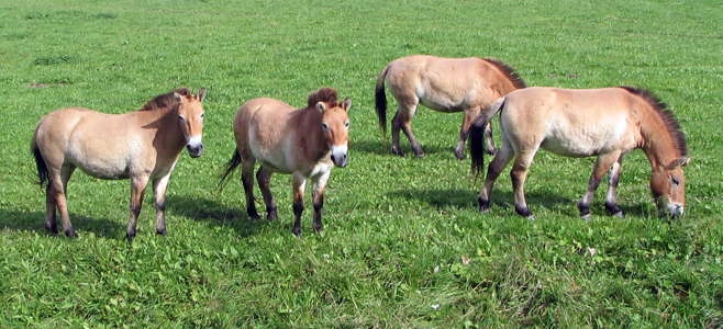 przewalski horses